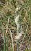 Spiranthes spiralis (Spiranthe d'automne) © Laurent Fourneret
