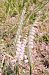 Spiranthes spiralis (Spiranthe d'automne) © Laurent Fourneret