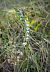 Spiranthes spiralis (Spiranthe d'automne) © Louison Vannier