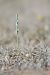 Spiranthes spiralis  - François Jauzelon