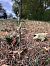 Spiranthes spiralis (Spiranthe d'automne) © Armelle Bass
