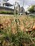 Spiranthes spiralis (Spiranthe d'automne) © Armelle Bass