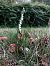 Spiranthes spiralis (Spiranthe d'automne) © Armelle Bass