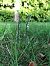 Spiranthes spiralis (Spiranthe d'automne) © Armelle Bass