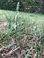 Spiranthes spiralis (Spiranthe d'automne) © Armelle Bass