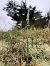 Spiranthes spiralis  - Armelle Bass