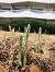 Spiranthes spiralis  - Armelle Bass