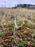 Spiranthes spiralis (Spiranthe d'automne) © Armelle Bass