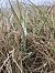 Spiranthes spiralis (Spiranthe d'automne) © Armelle Bass