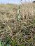 Spiranthes spiralis (Spiranthe d'automne) © Armelle Bass