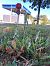 Spiranthes spiralis - Armelle Bass