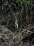 Spiranthes spiralis © Armelle Bass