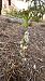 Spiranthes spiralis (Spiranthe d'automne) Anonyme