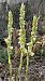 Spiranthes spiralis  - Anonyme