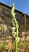 Spiranthes spiralis  - Anonyme