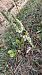 Spiranthes spiralis (Spiranthe d'automne) Anonyme