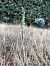 Spiranthes spiralis - Armelle Bass