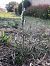 Spiranthes spiralis - Armelle Bass