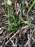 Spiranthes spiralis - Armelle Bass