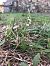 Spiranthes spiralis - Armelle Bass