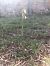 Spiranthes spiralis - Armelle Bass