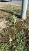 Spiranthes spiralis (Spiranthe d'automne) Anonyme