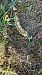 Spiranthes spiralis (Spiranthe d'automne) Anonyme