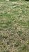 Spiranthes spiralis (Spiranthe d'automne) Anonyme