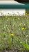 Spiranthes spiralis (Spiranthe d'automne) Anonyme
