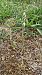 Spiranthes spiralis (Spiranthe d'automne) Anonyme