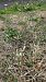 Spiranthes spiralis (Spiranthe d'automne) Anonyme