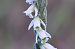 Spiranthes spiralis (Spiranthe d'automne) © Martine Le Grand
