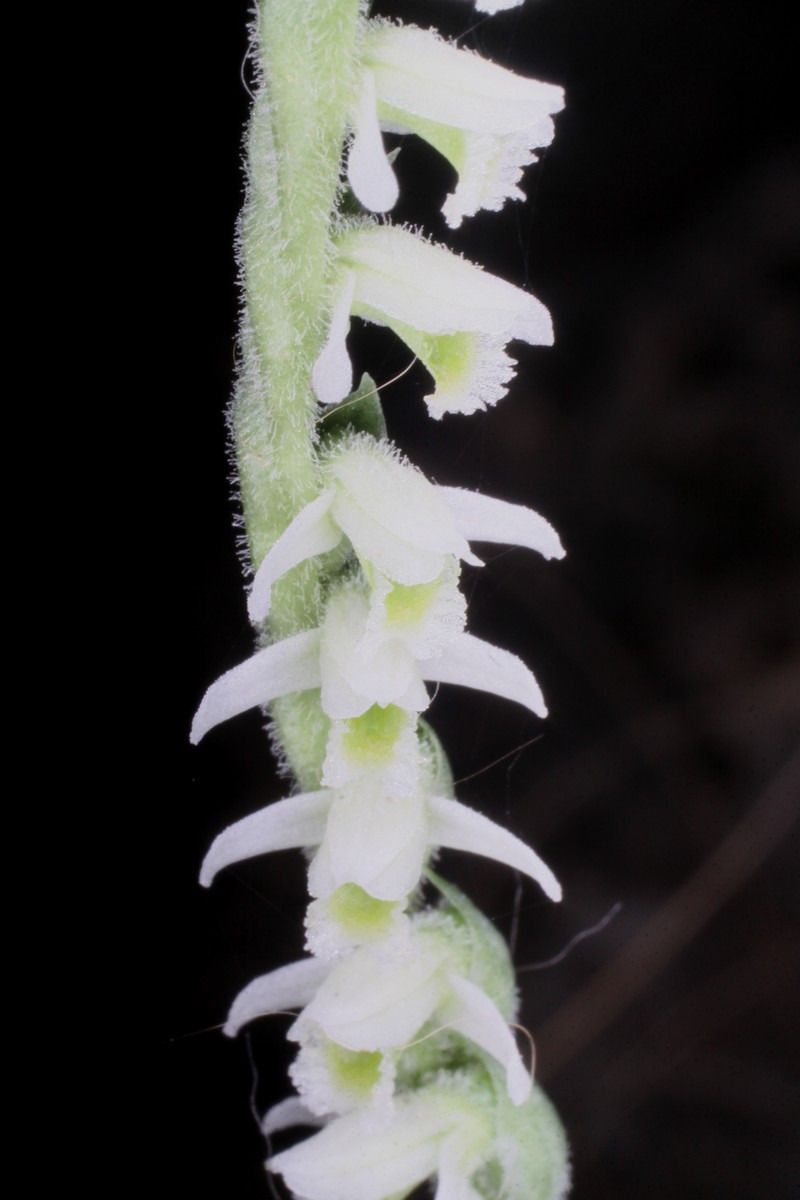 Spiranthes spiralis  - Jean-Jacques Boissin