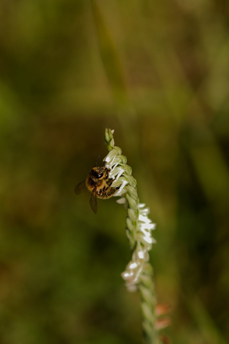 Spiranthes spiralis  - Christian Fleury