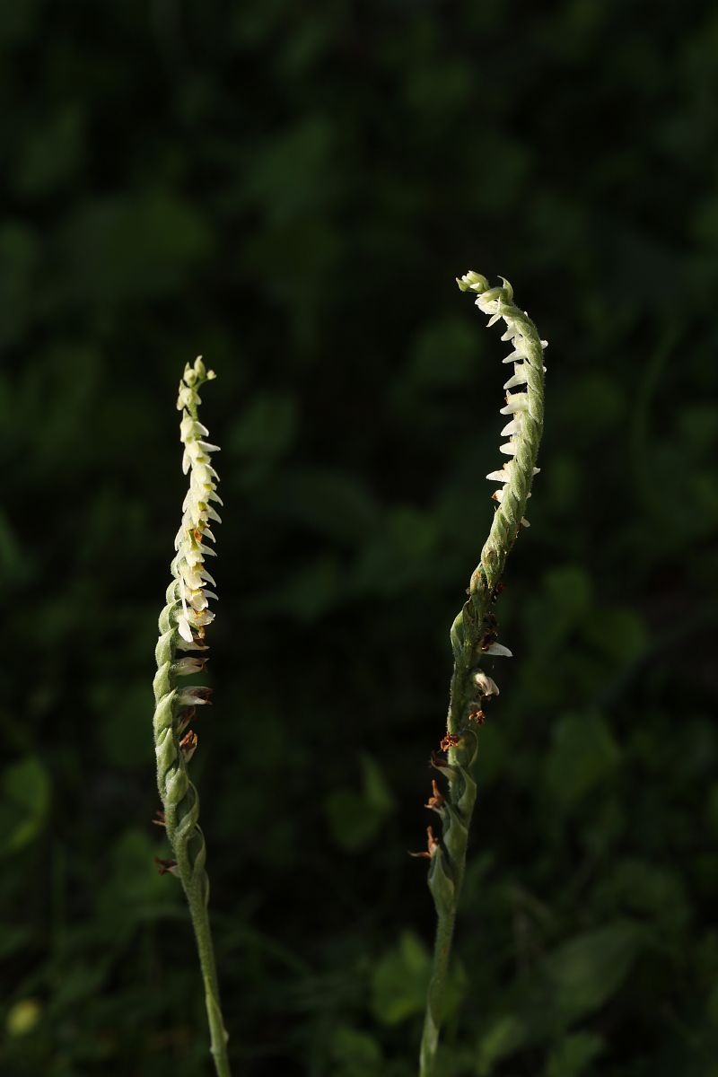 Spiranthes spiralis  - Christian Fleury