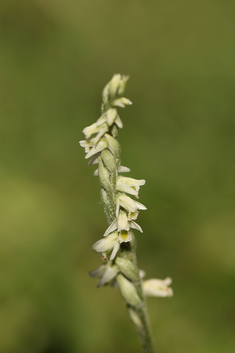 Spiranthes spiralis  - Christian Fleury