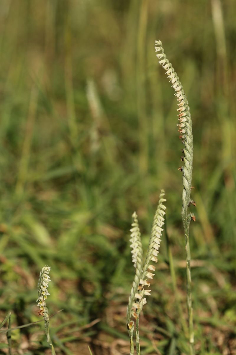 Spiranthes spiralis  - Christian Fleury