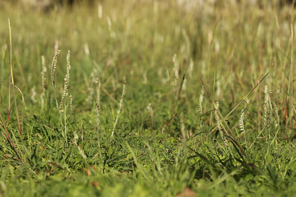 Spiranthes spiralis  - Christian Fleury