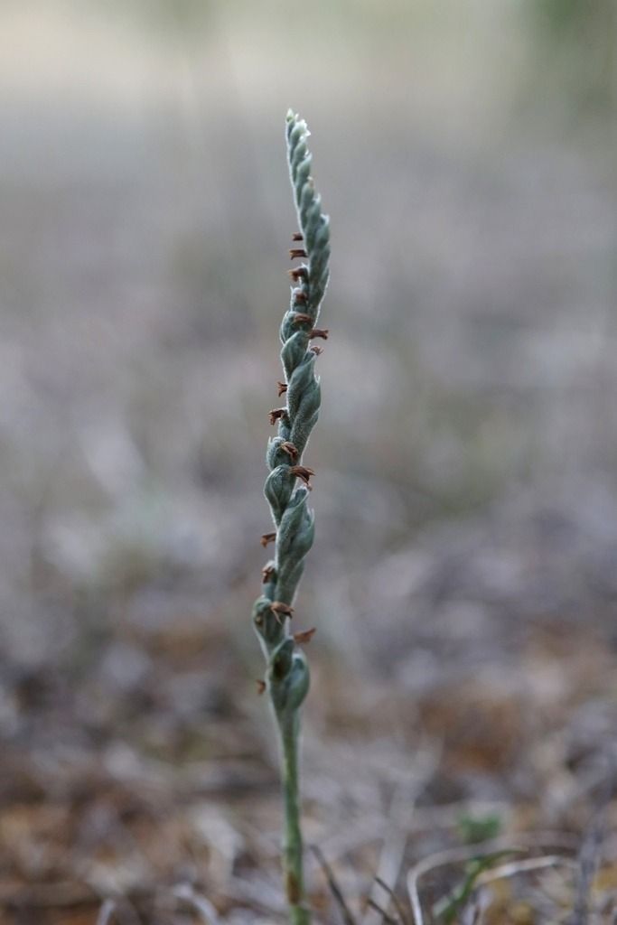 Spiranthes spiralis  - Ghislain Constans