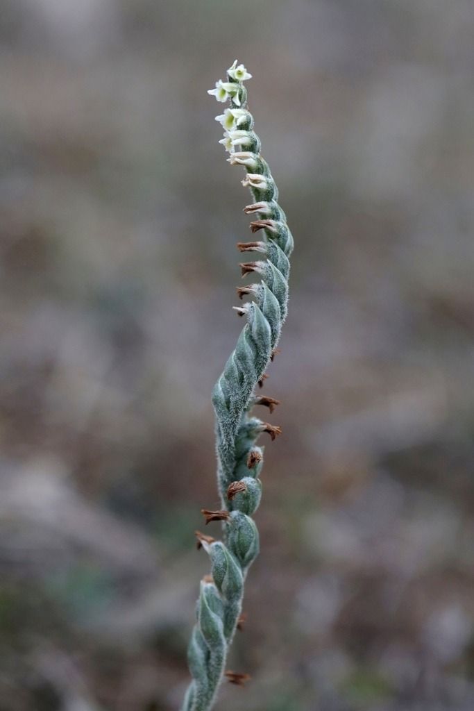 Spiranthes spiralis  - Ghislain Constans