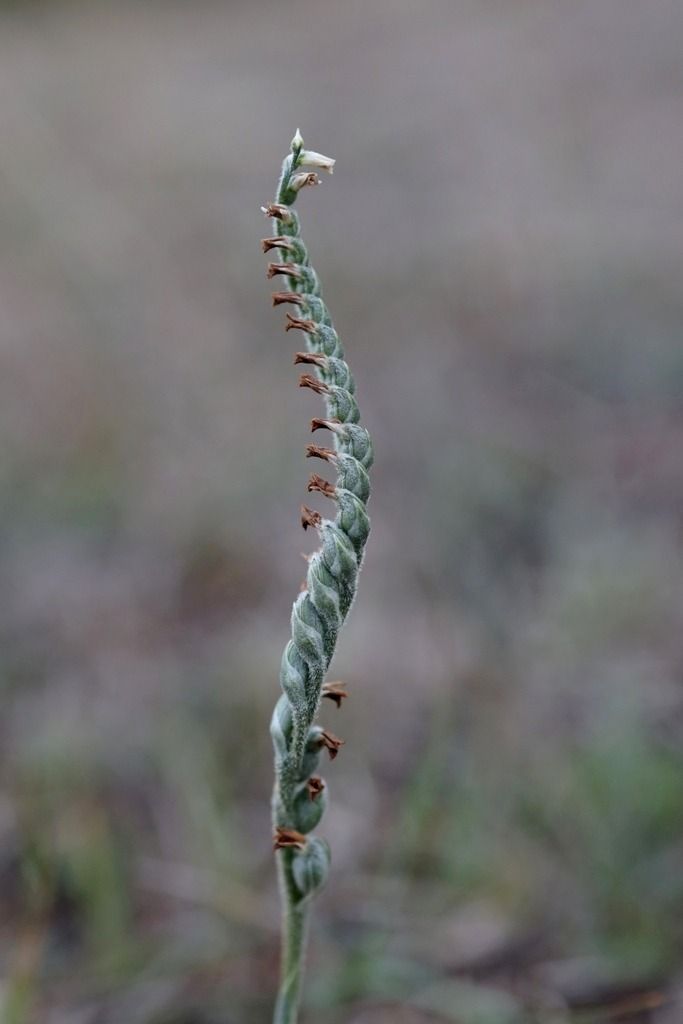 Spiranthes spiralis  - Ghislain Constans