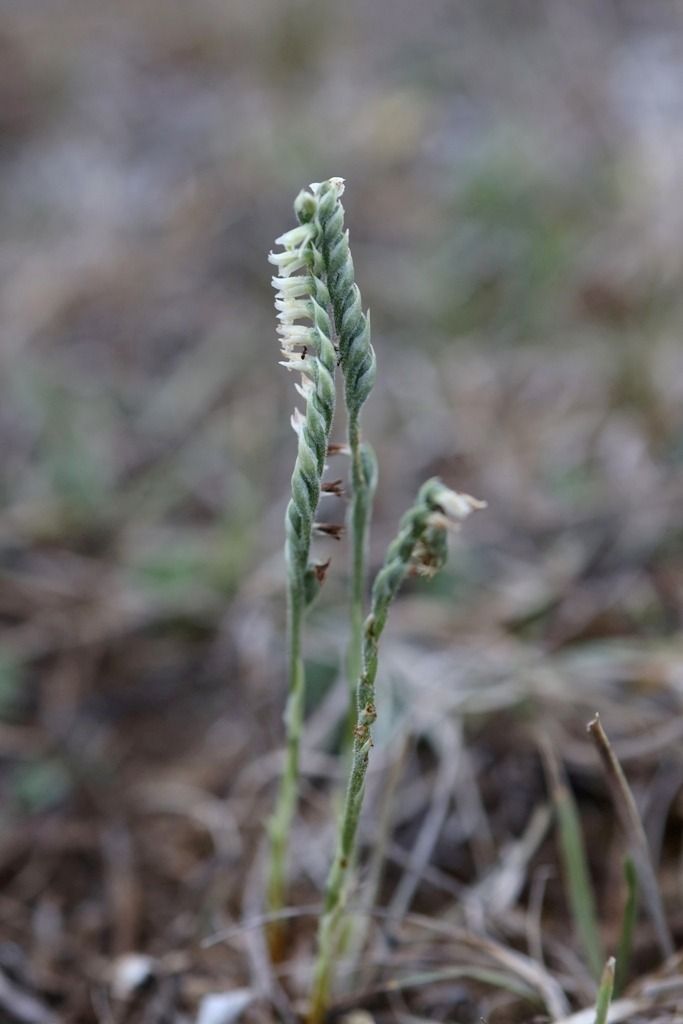 Spiranthes spiralis  - Ghislain Constans
