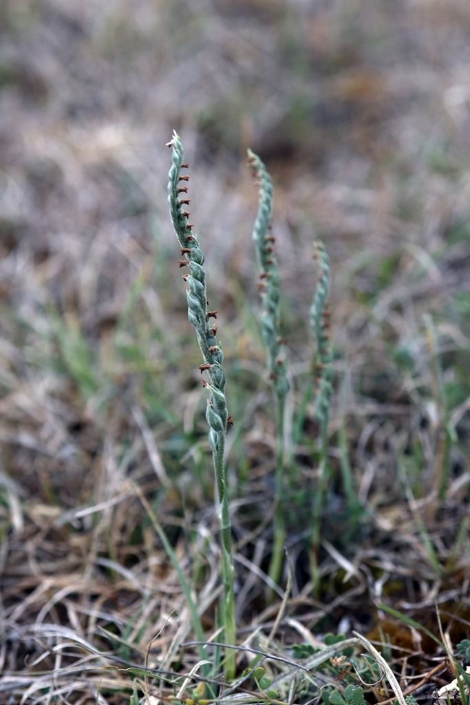 Spiranthes spiralis  - Ghislain Constans