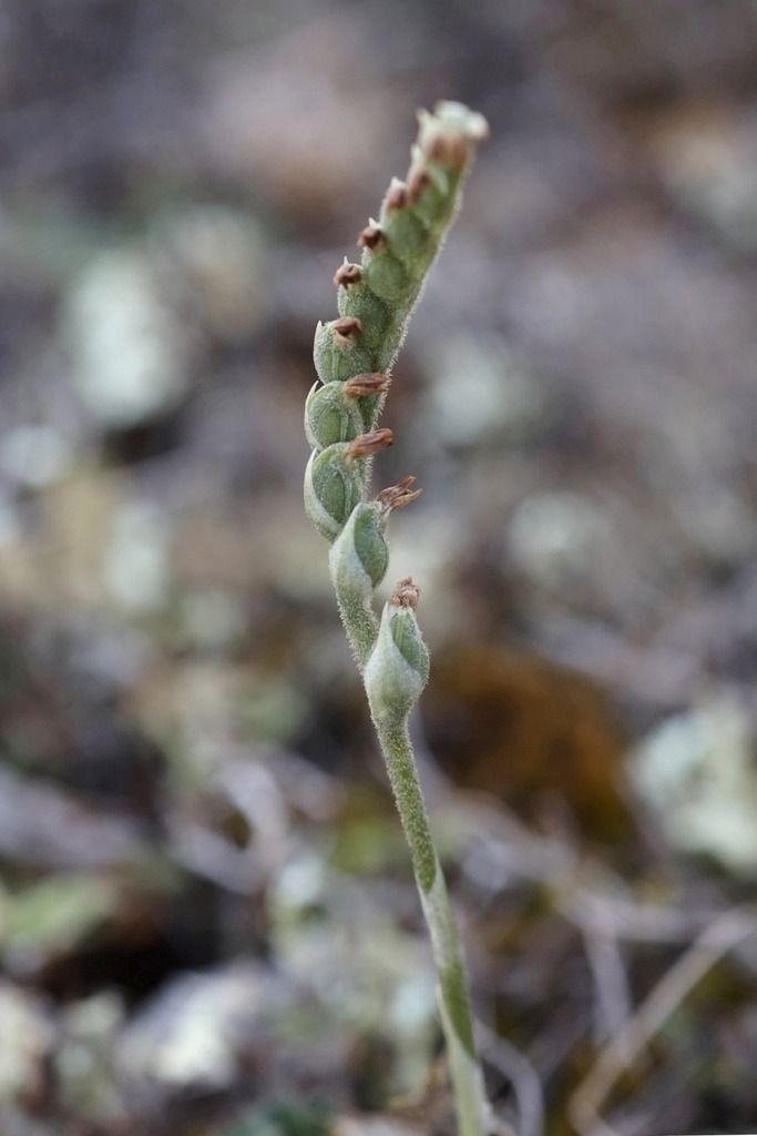 Spiranthes spiralis  - Ghislain Constans
