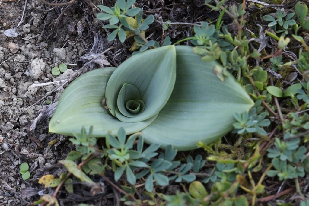 Himantoglossum hircinum  - Ghislain Constans