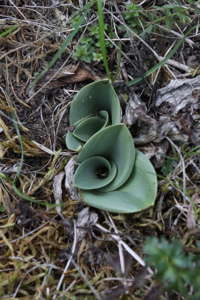 Himantoglossum hircinum  - Ghislain Constans