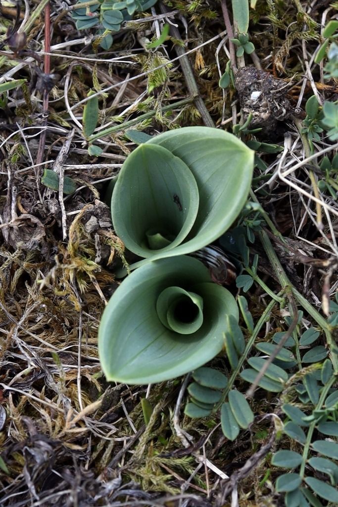 Himantoglossum hircinum  - Ghislain Constans