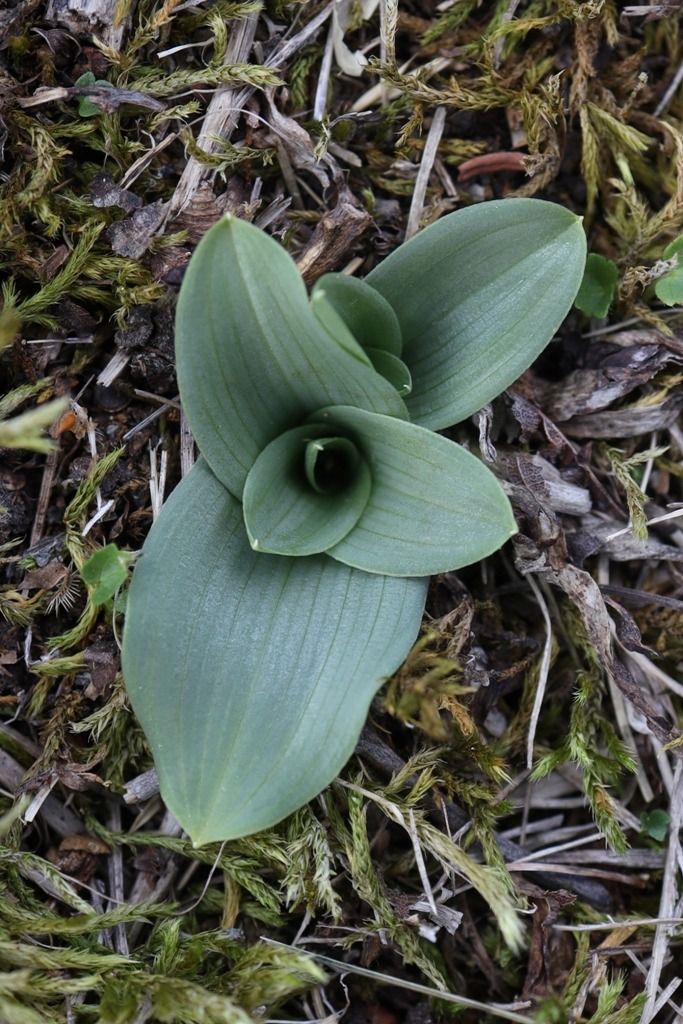 Orchis anthropophora  - Ghislain Constans