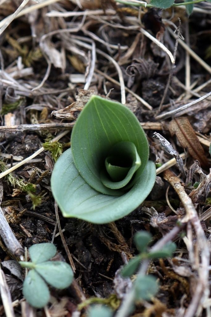 Orchis anthropophora  - Ghislain Constans