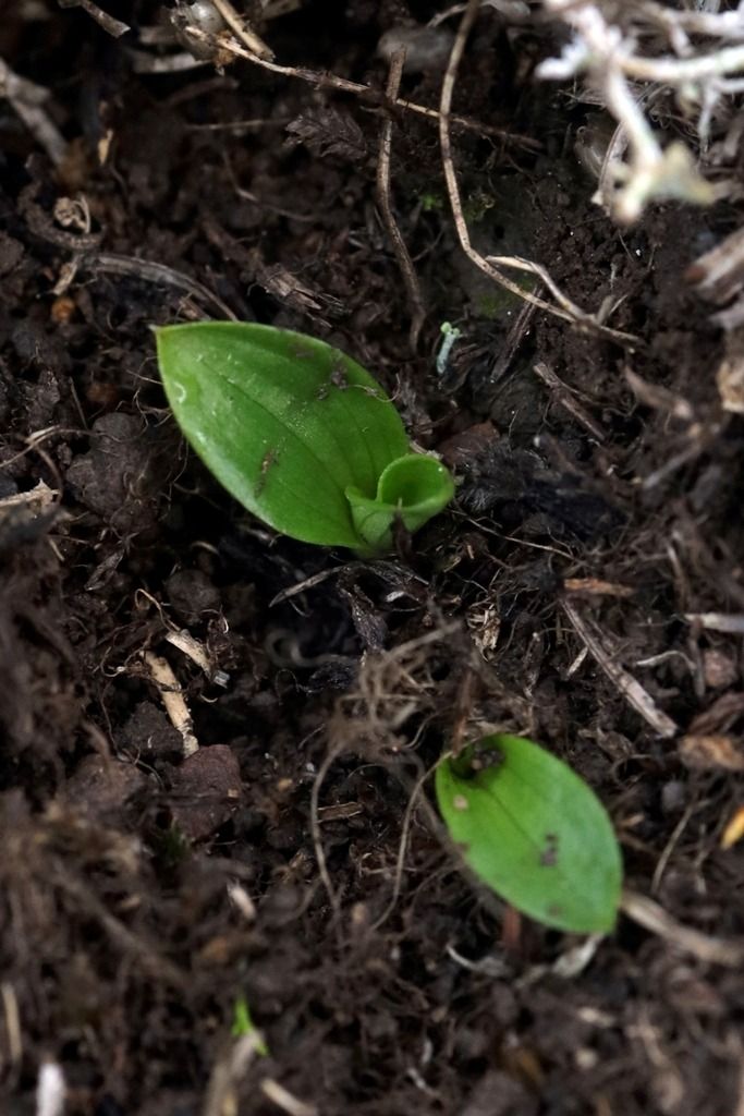 Ophrys funerea  - Ghislain Constans